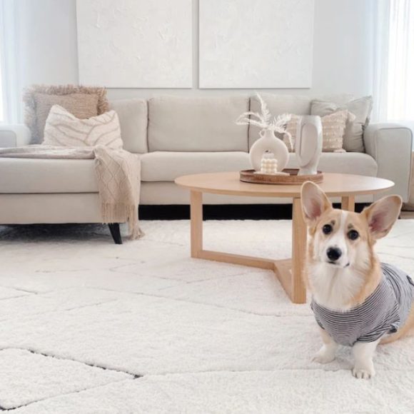 What Is The Carpet Cleaner For Dog Urine