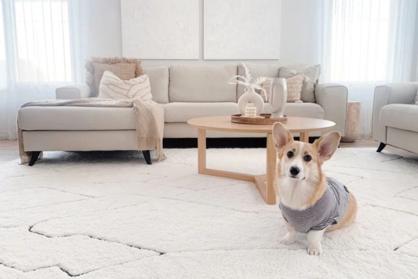 What Is The Carpet Cleaner For Dog Urine